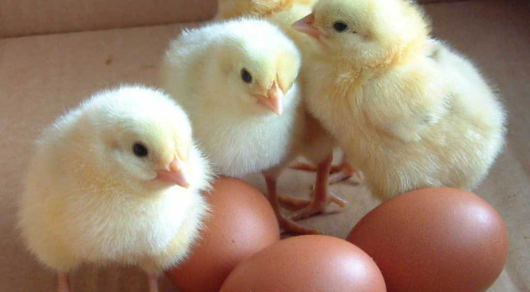 MatPat Poultry Farm | Takoradi