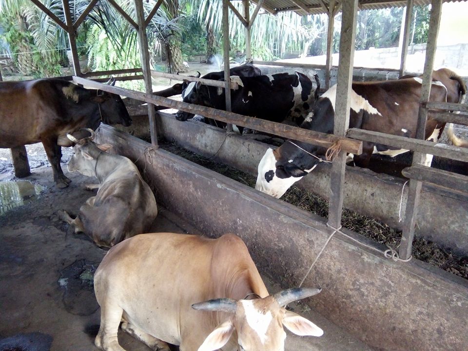 Pak Ne Elyn - Sapi bahan idul adha 2026 #peternaksapi... | Facebook