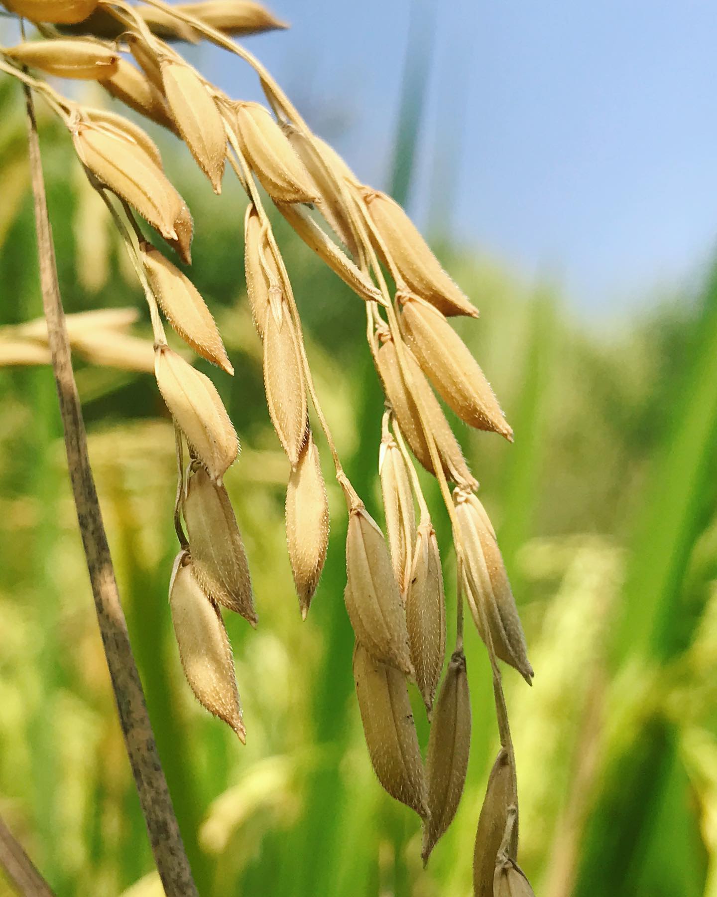Native Place - After months of toil the rice 🌾 is changing...