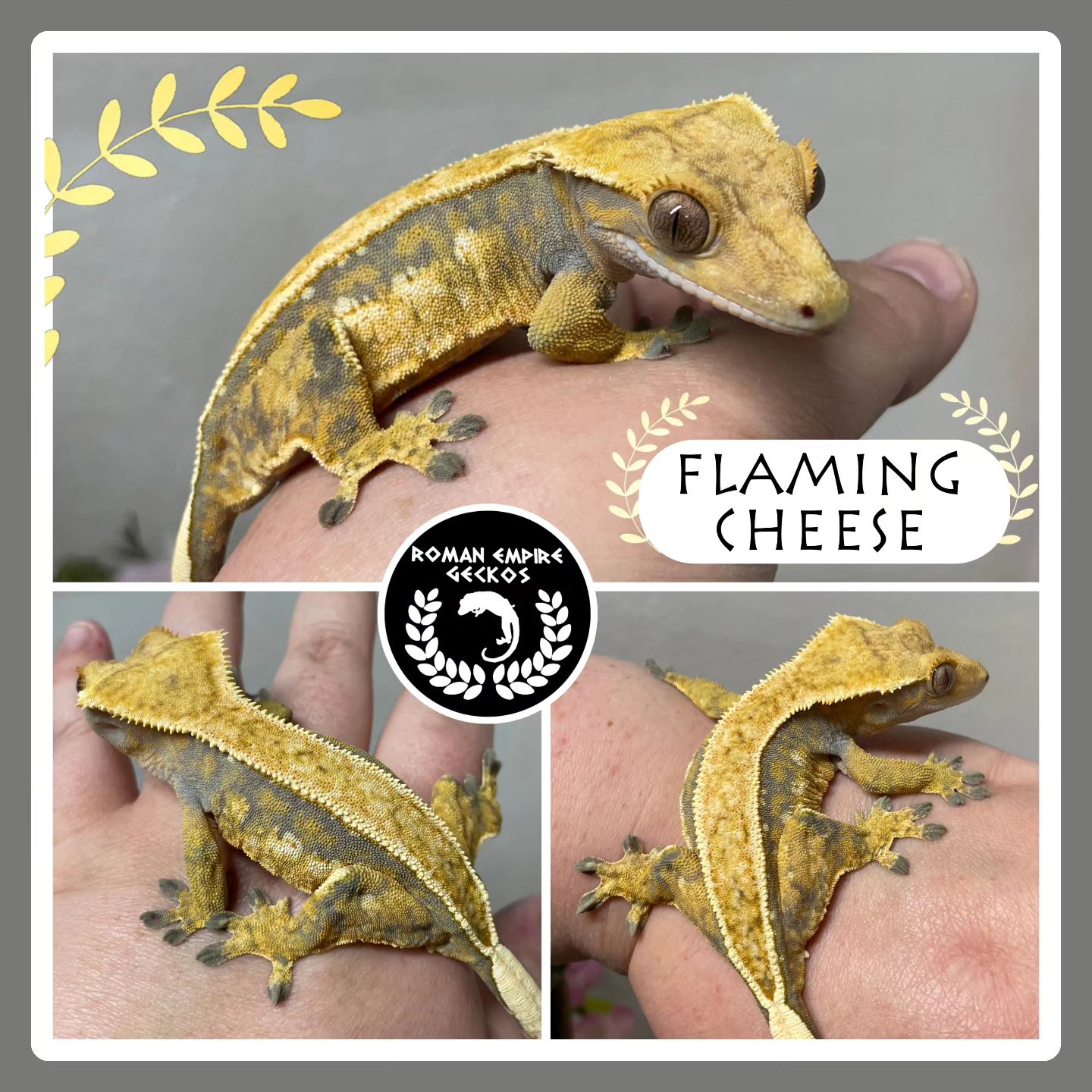 First up! Flaming Cheese 🔥🧀 She... - Roman Empire Geckos