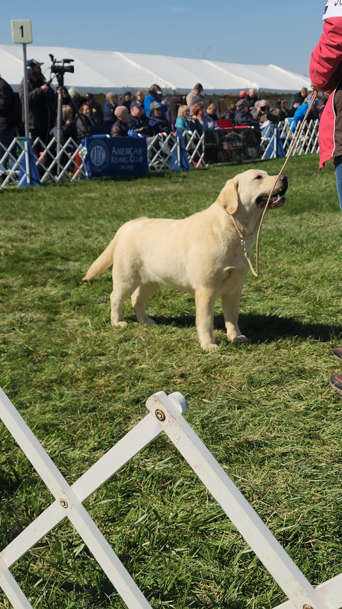 Seahawk Labradors | Stewartstown PA