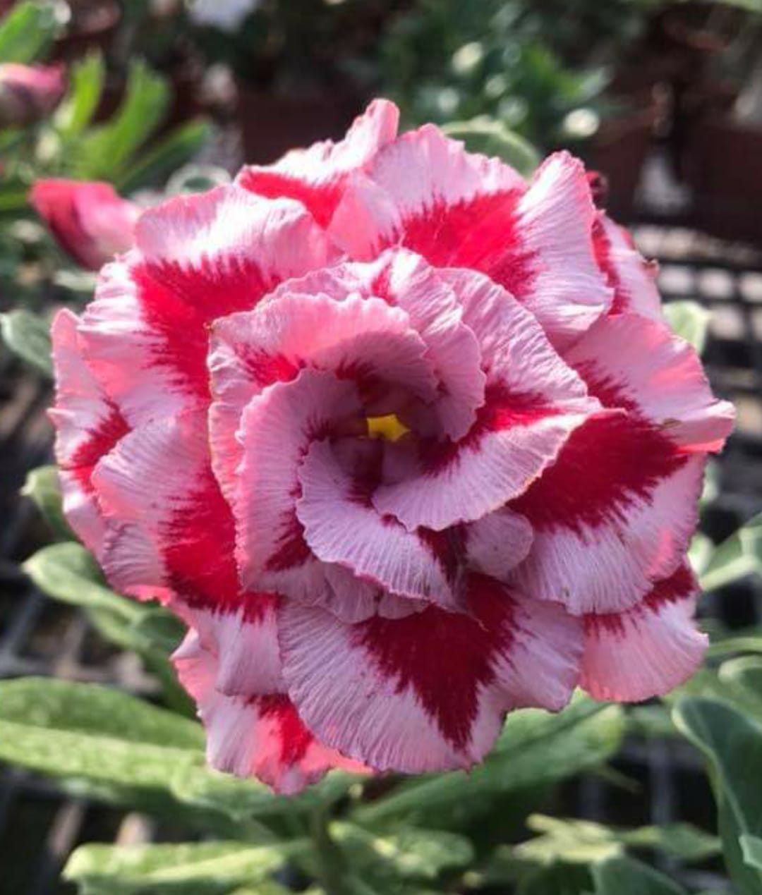 Adenium - a unique and marvellous collection