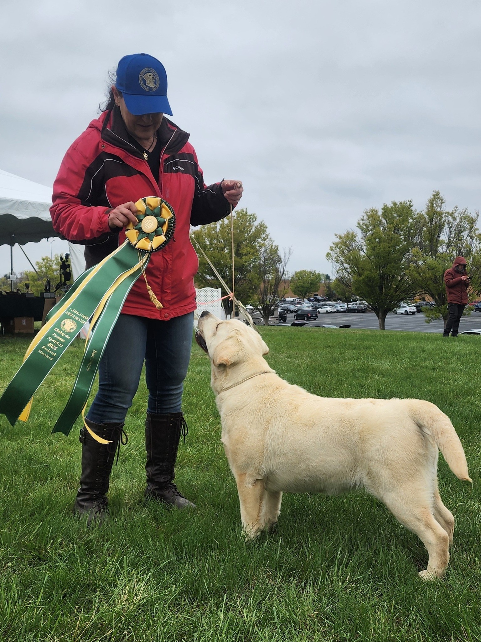 Seahawk Labradors | Stewartstown PA
