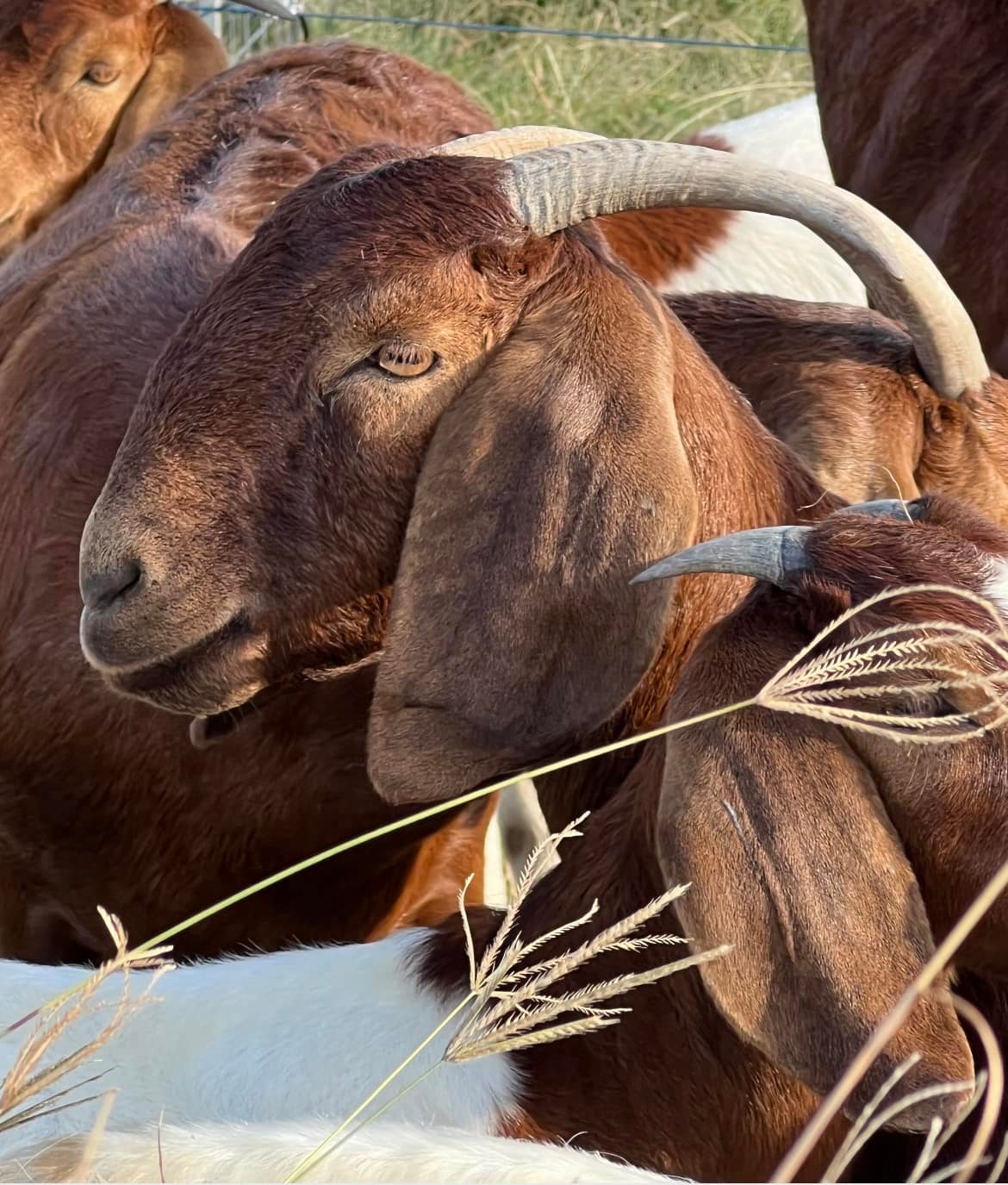 Balmoral Boer Goats | Murphys Creek QLD