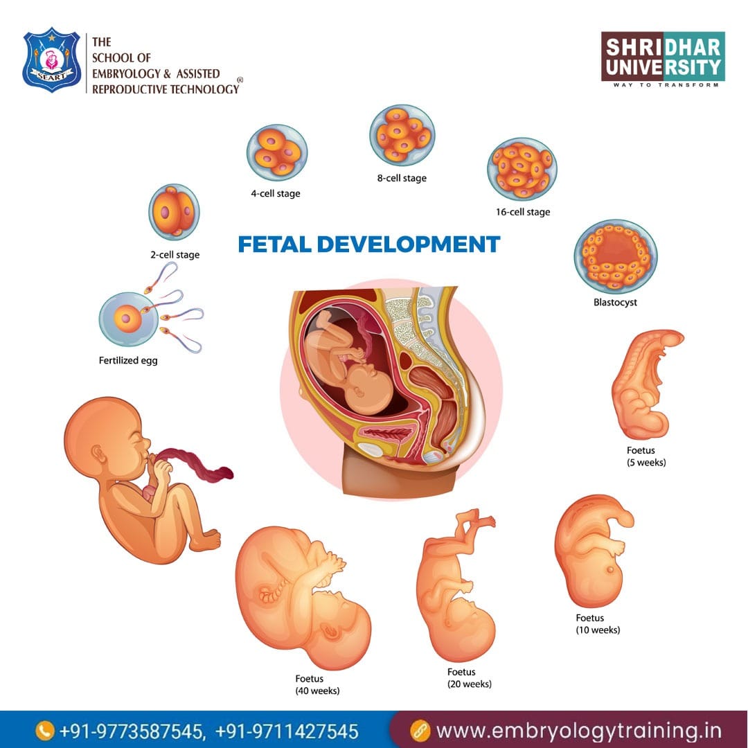 Fetal Development Here's a representation of how a Fertilized egg ...