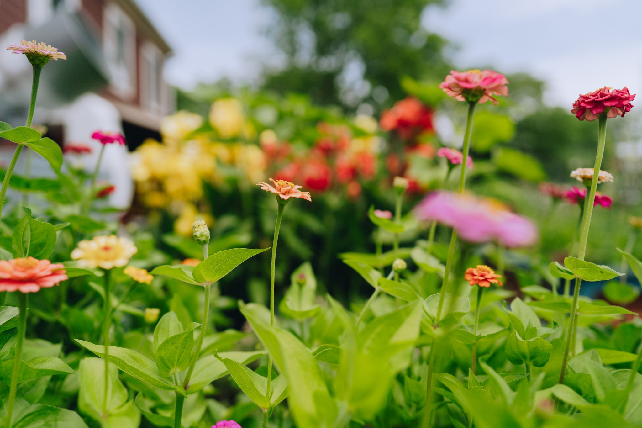 Mercy Chefs - Our community garden is in full bloom here...