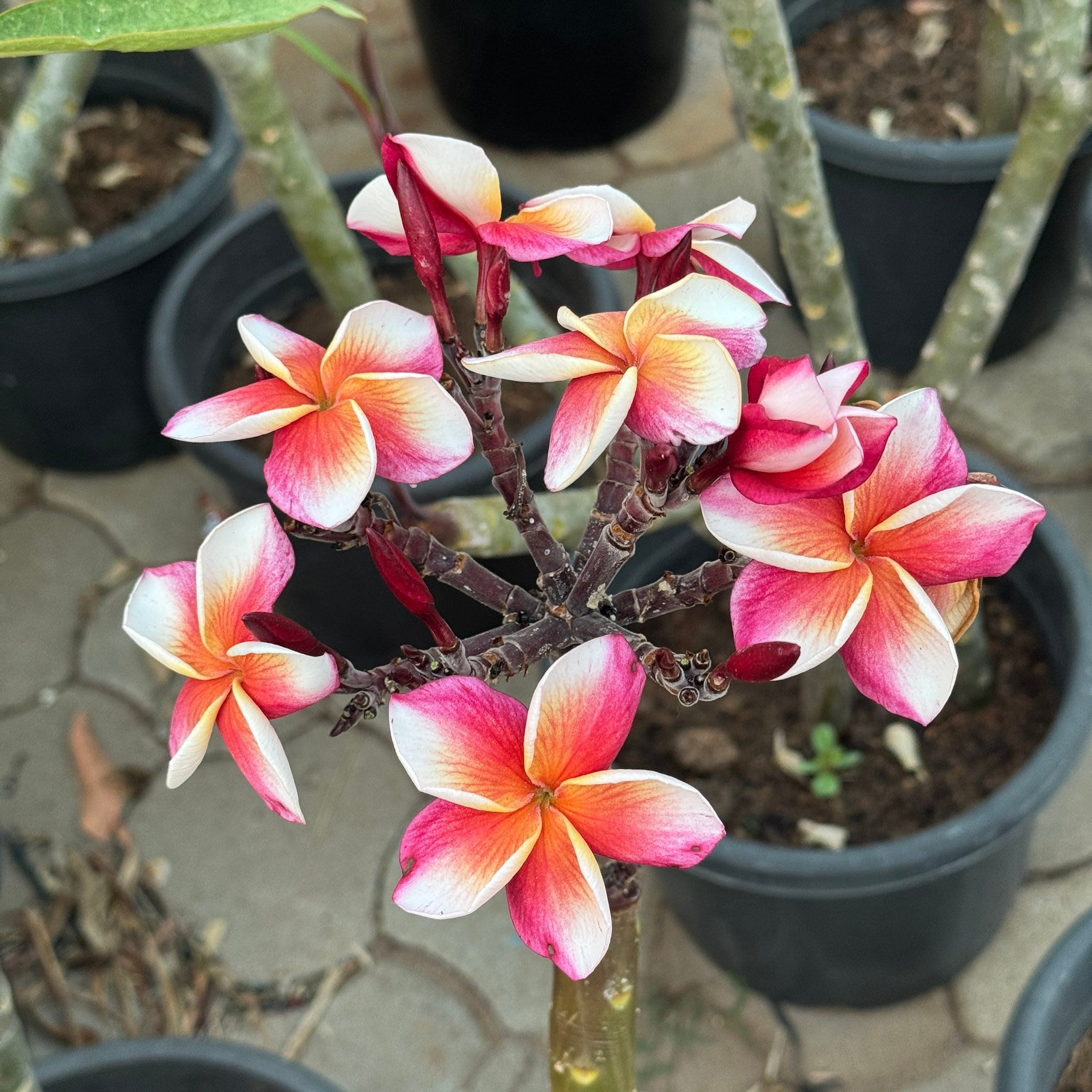Pianta Di Plumeria (Frangipani) – Pomelia Bianca, Varietà Palermo, Da Esterno