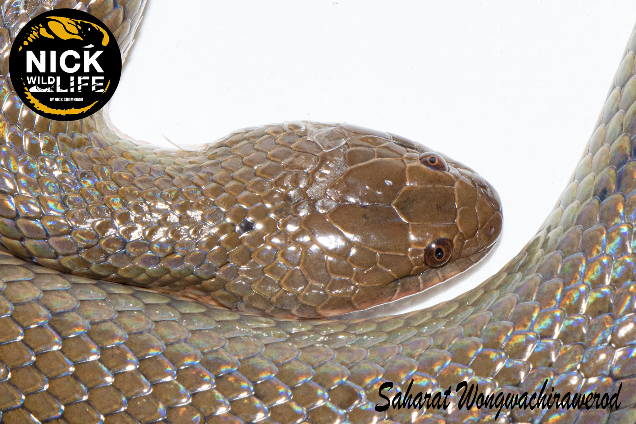 Nick Wildlife - ชื่อไทย งูปลิง ชื่อสามัญ Rice paddy snake... | Facebook