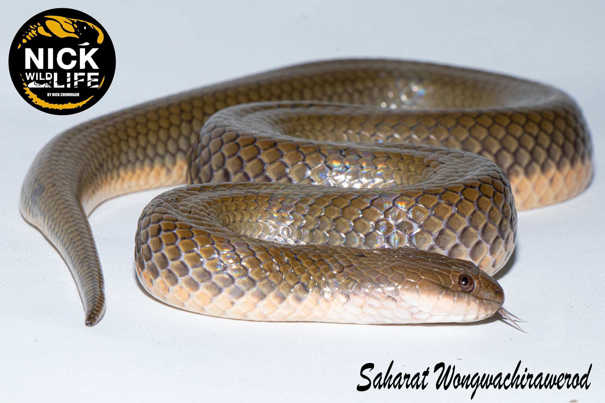Nick Wildlife - ชื่อไทย งูปลิง ชื่อสามัญ Rice paddy snake... | Facebook