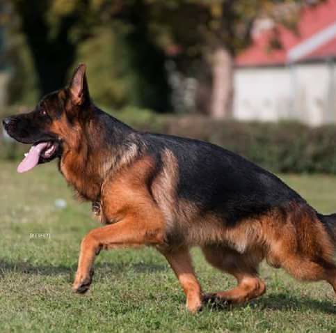 Trabzon Zerdeva Köpeği... - Trabzon Zerdeva Köpeği Derneği