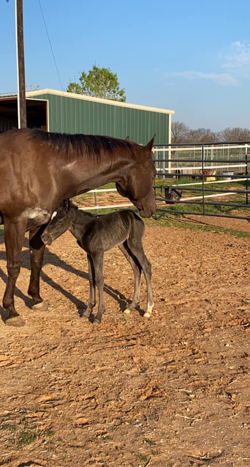 Congratulations on a beautiful... - Kickapoo Ponies Texas