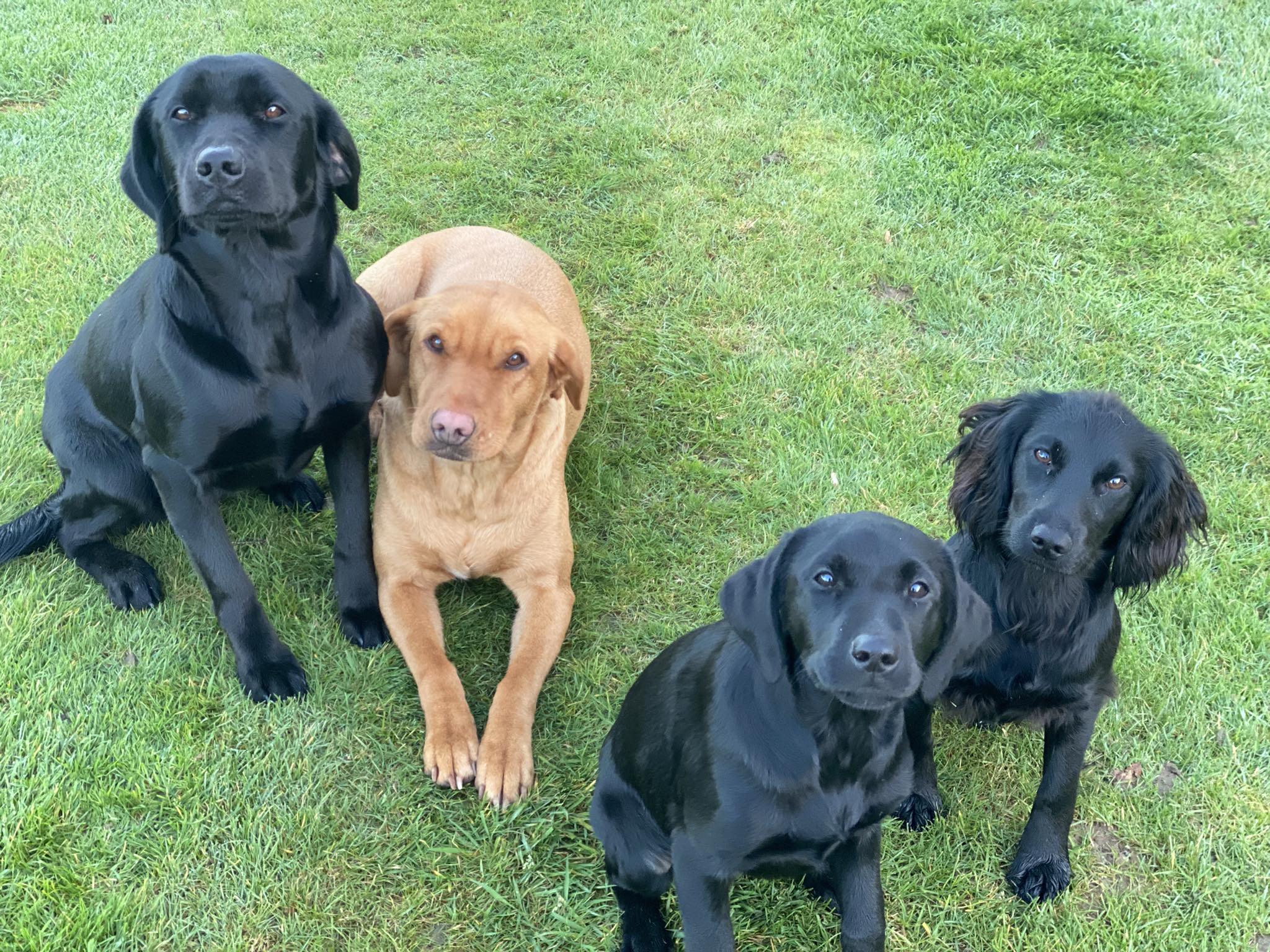 Keydells Working Labradors