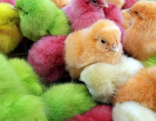 Al-Rasheed Protein Farms