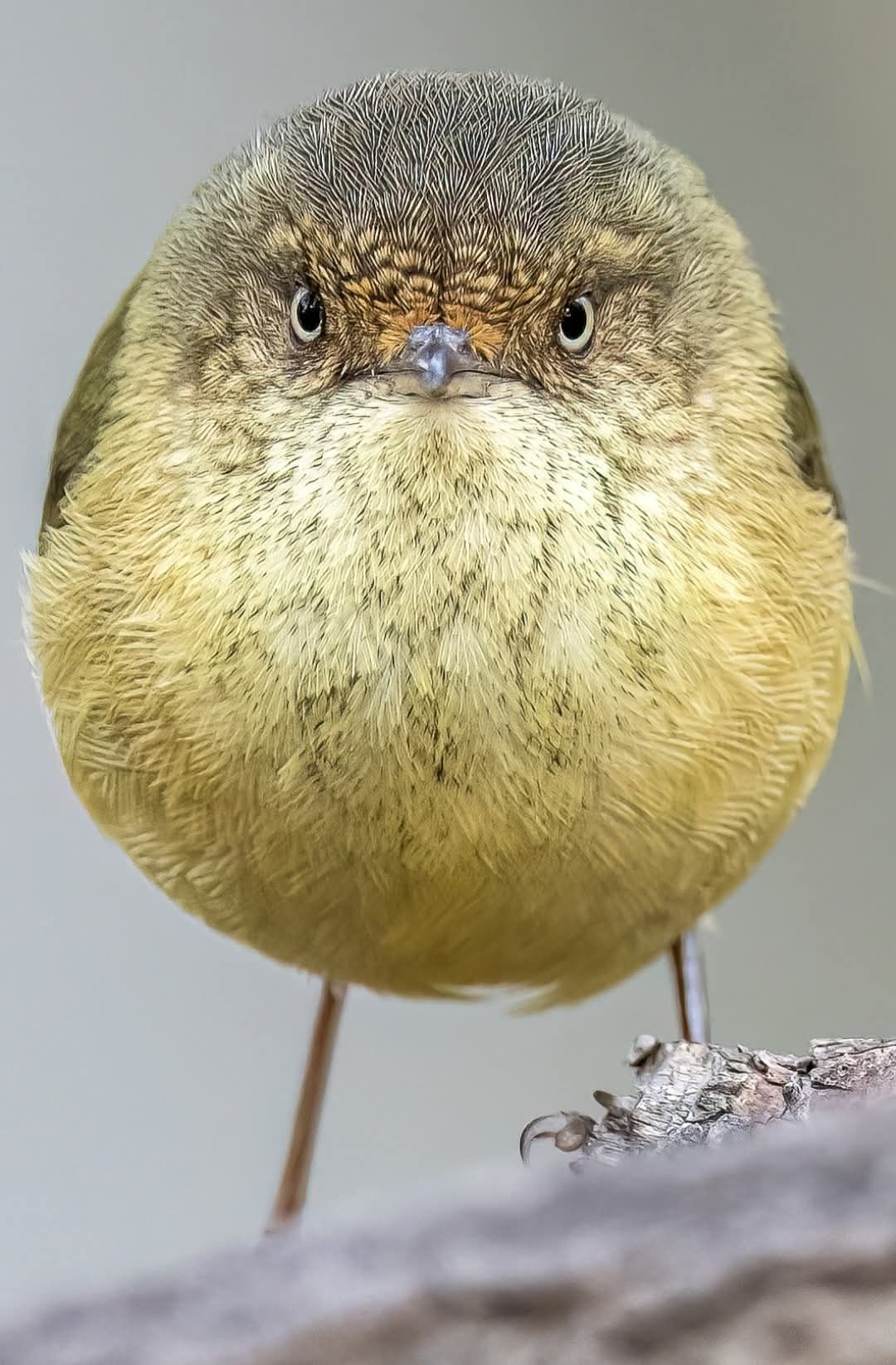Apichart - Buff-rumped Thornbill (Acanthiza reguloides) in Australia ...