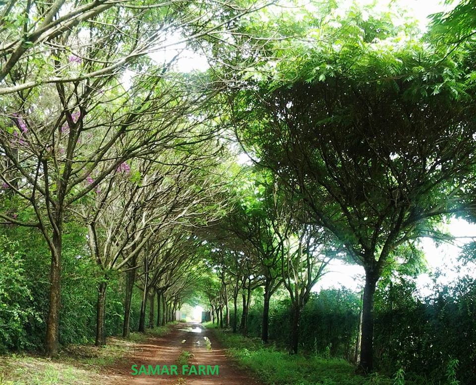 Samar Farm | Maragua