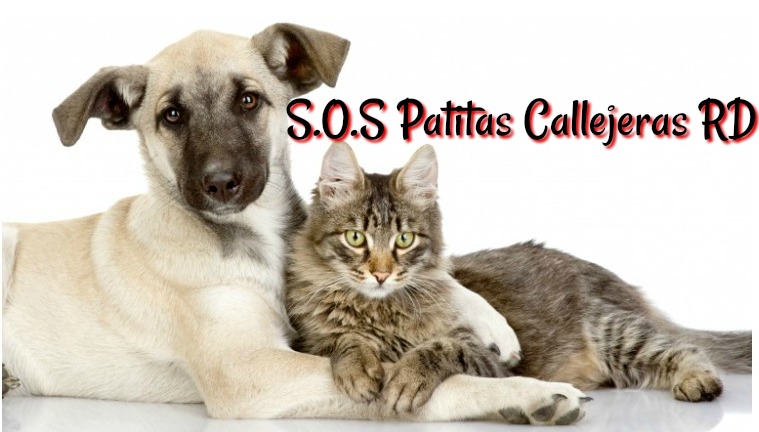 Cultura - Los animales deben ser tratados con dignidad, respeto y ...