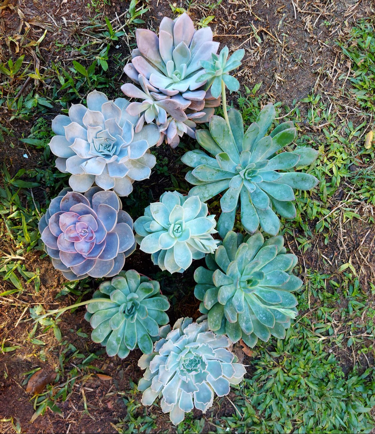 Atemporais e incrivelmente... - Talita K Flores e Jardins | Facebook