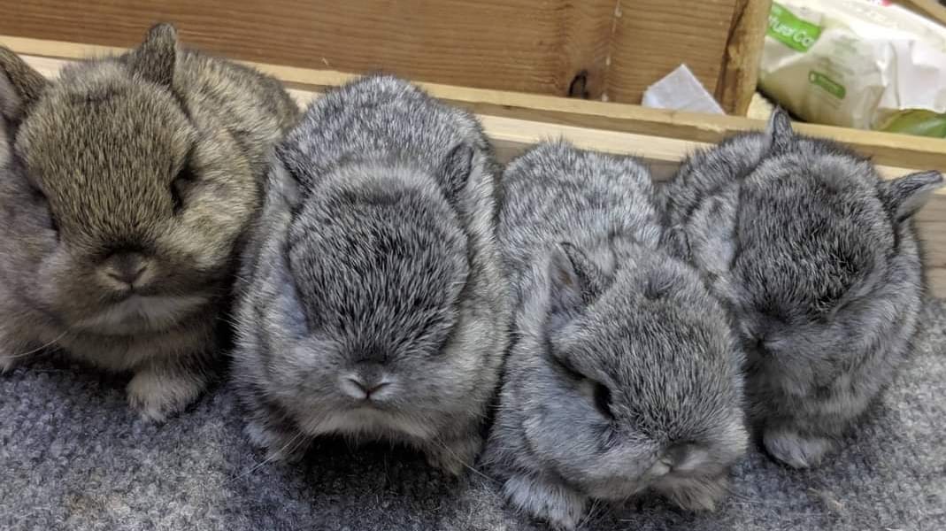 Down The Rabbit Hole Netherland Dwarf California Co Op Rabbitry added a ...