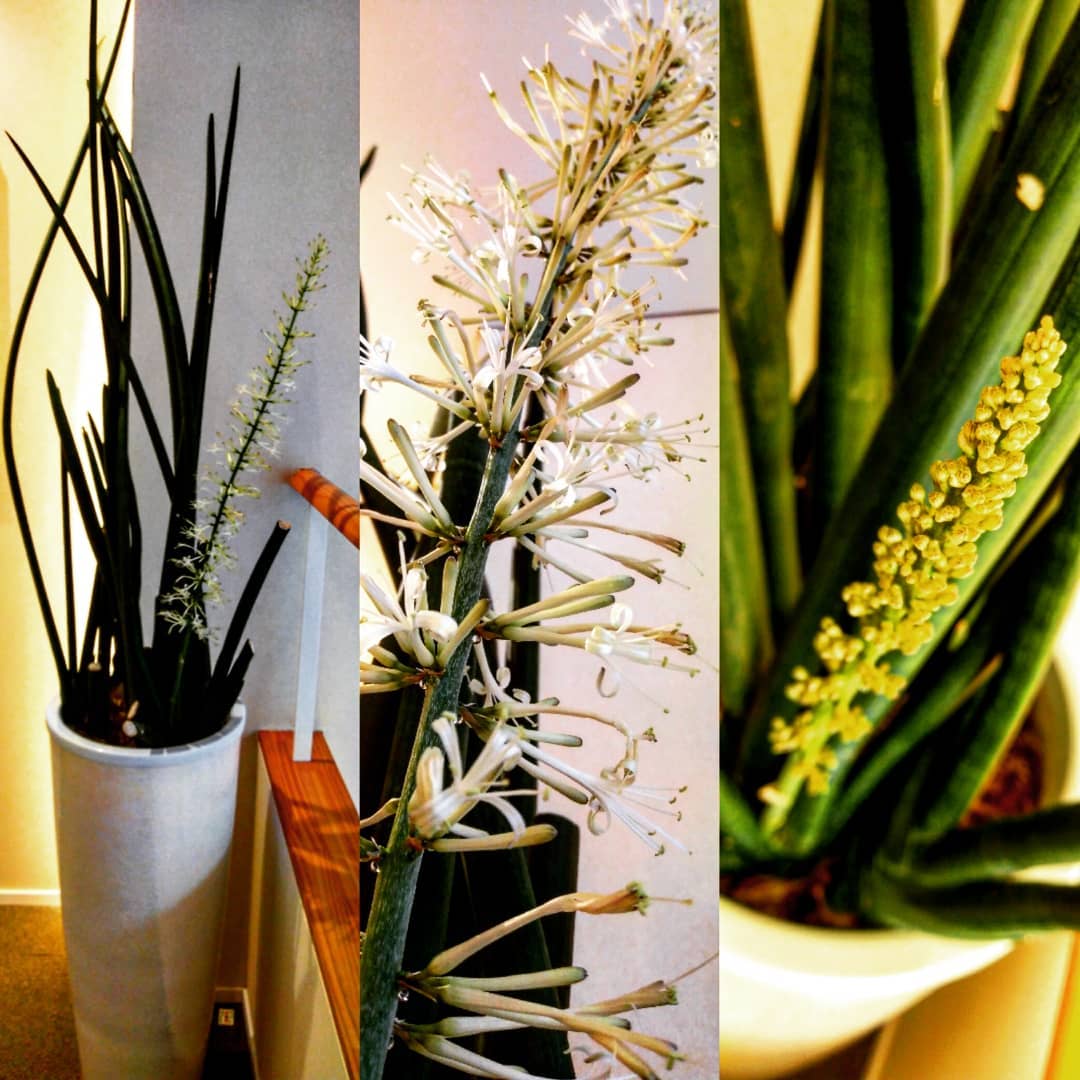 リフレッシュスポット風未来 咲きました 以前ご紹介した当館の観葉植物 サンスベリアスタッキー 右側がつぼみの頃 真ん中が花 左側は全体像です 9年目にして初めて見る光景 ずっと咲いてないんです 歌の歌詞のように パッと咲いてシュンと散って 一瞬