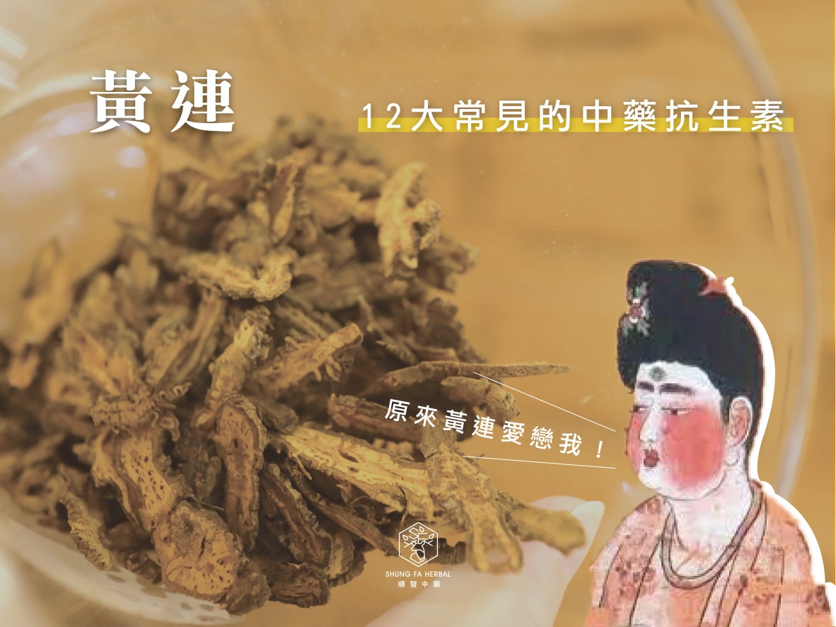 順發中藥房. - 黃連｜＃12大常見的中藥抗生素... | Facebook
