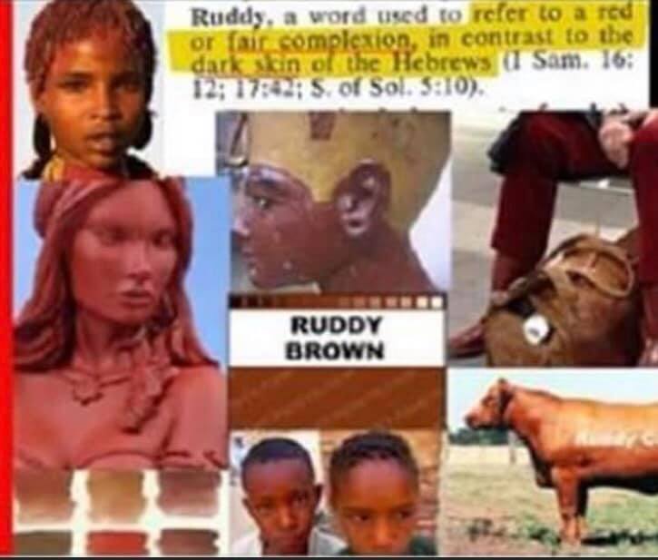YAH CHOSEN PEOPLE | **King David (red-bone) ruddy brown)Also means ...