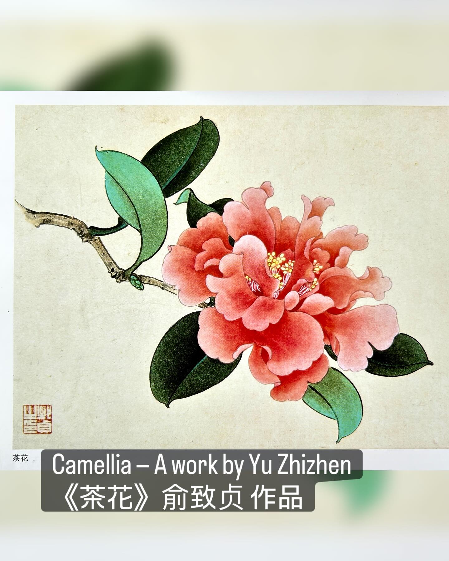Camellia Painting #工笔茶花#茶花#中国画#中国水墨画#中国工笔画