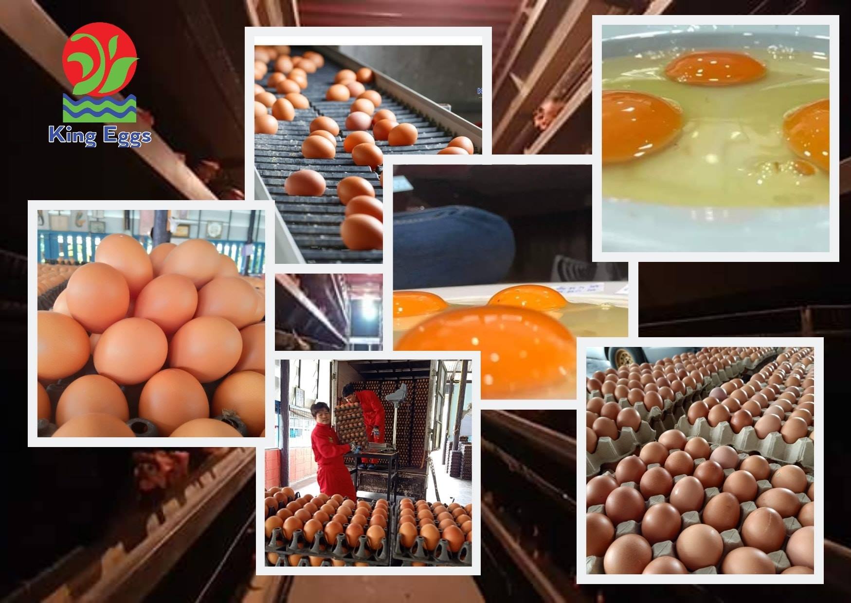 สุนทรฟาร์ม... - คิงส์ เอ้กส์ - ราชาไข่ไก่ - King Eggs | Facebook