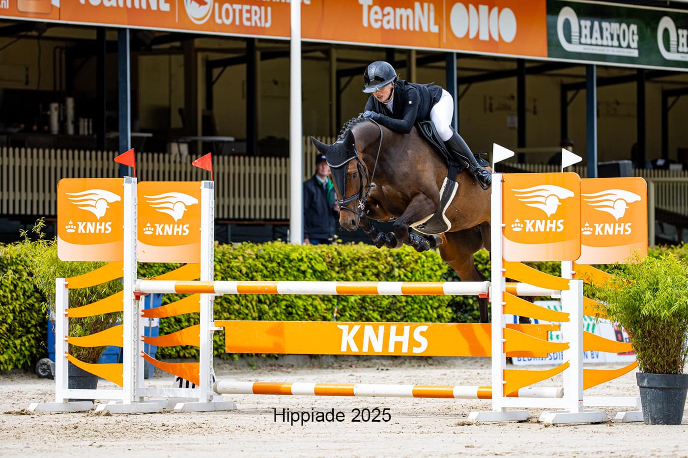 Talented show jumping mare Oufala for sale