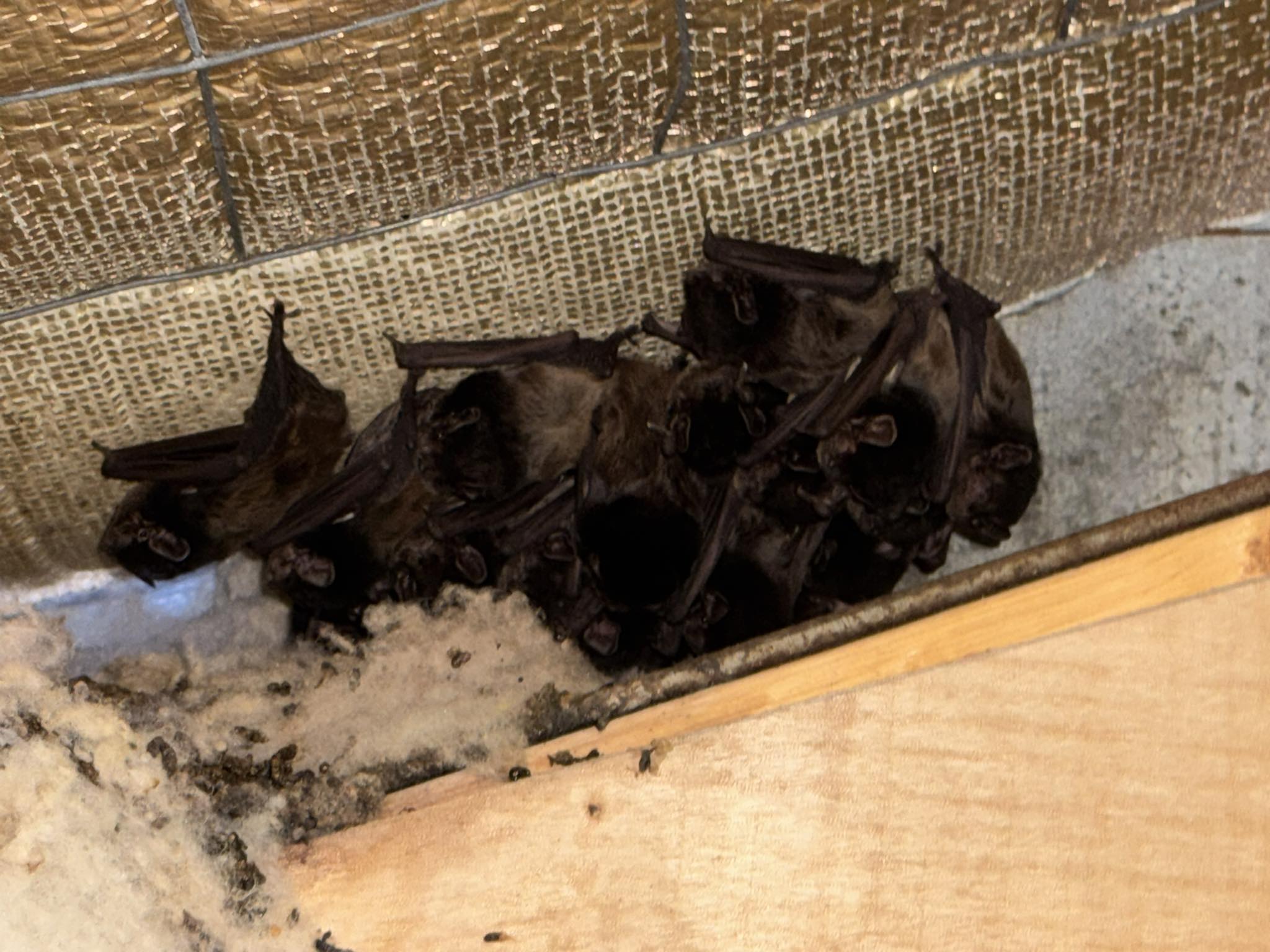 Microbat colony advice | Facebook