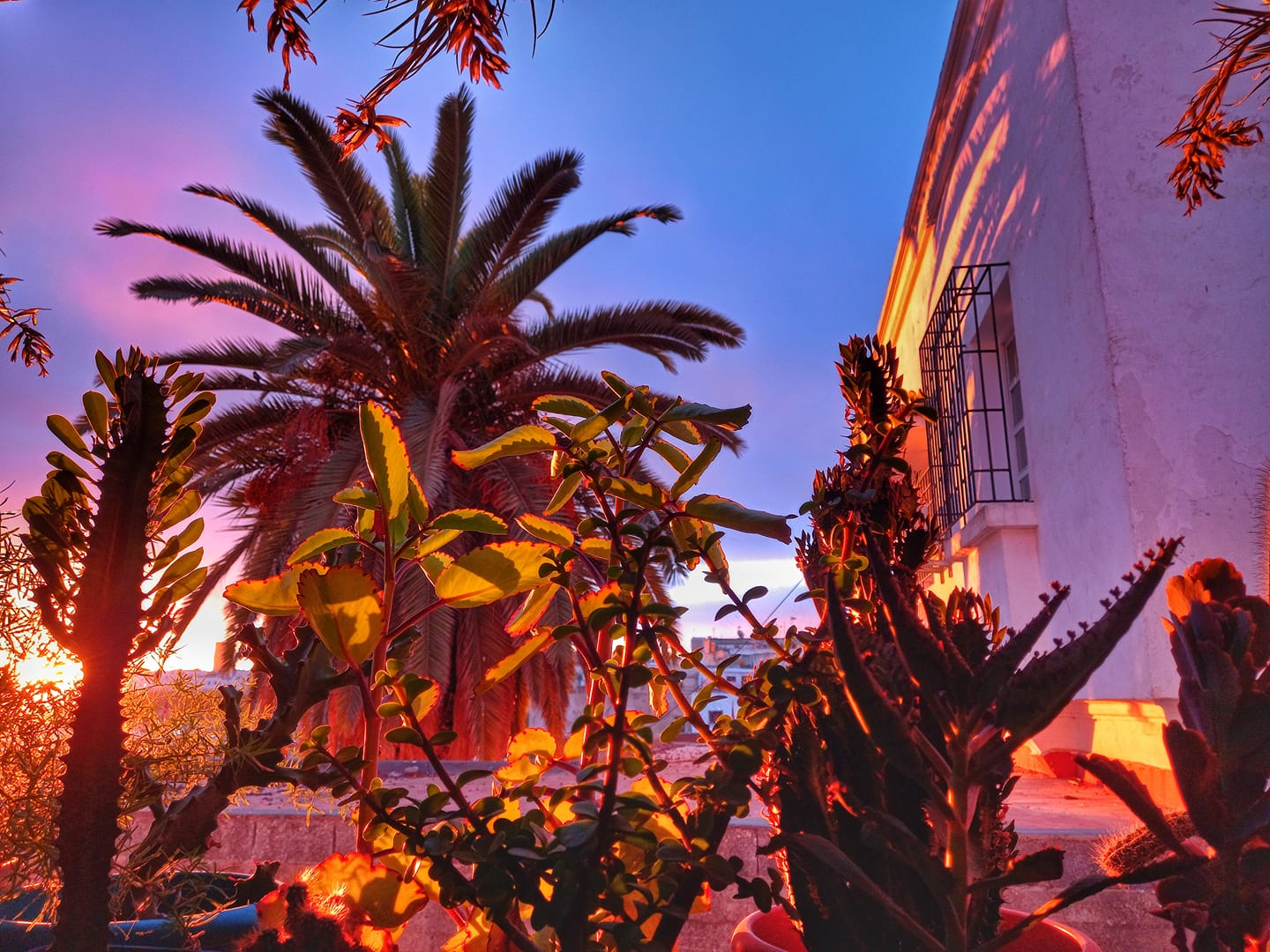 Green roof top rabat