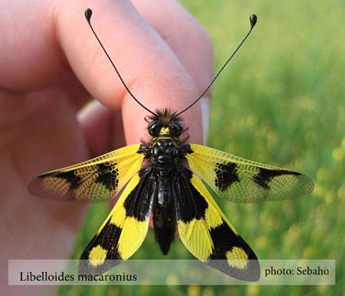 Insecta