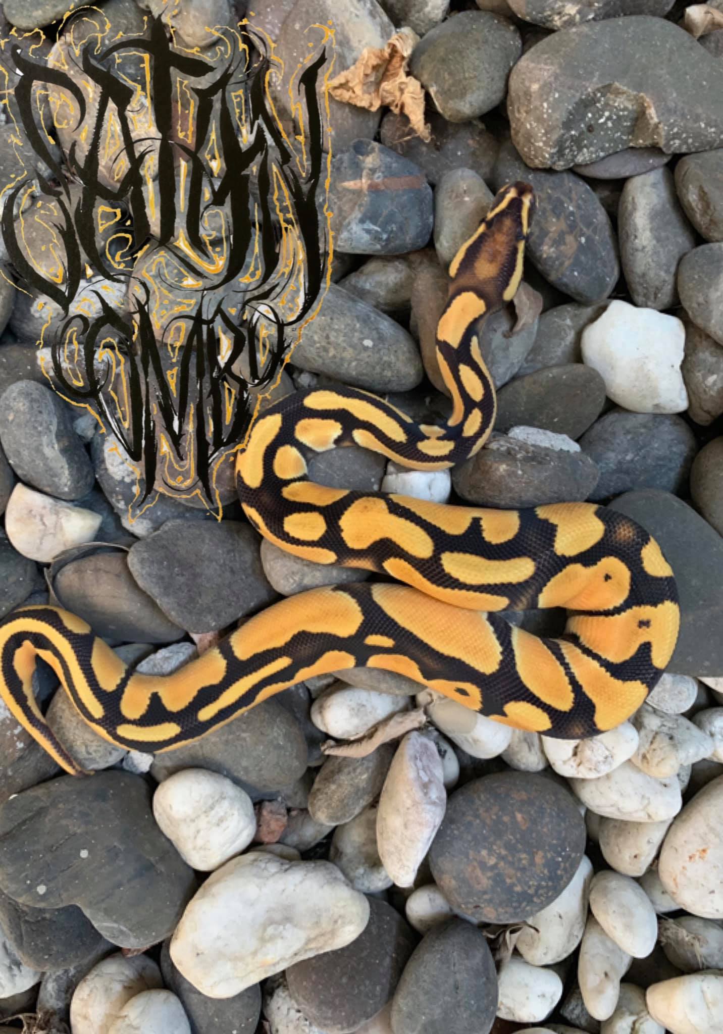 SATAN COMBO BALL PYthon
