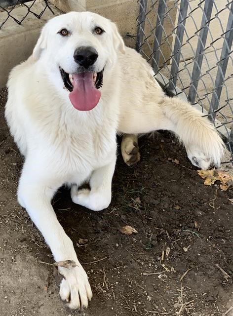 Pyrénées Rescued Great Pyrenees Ava at Ventura County shelter