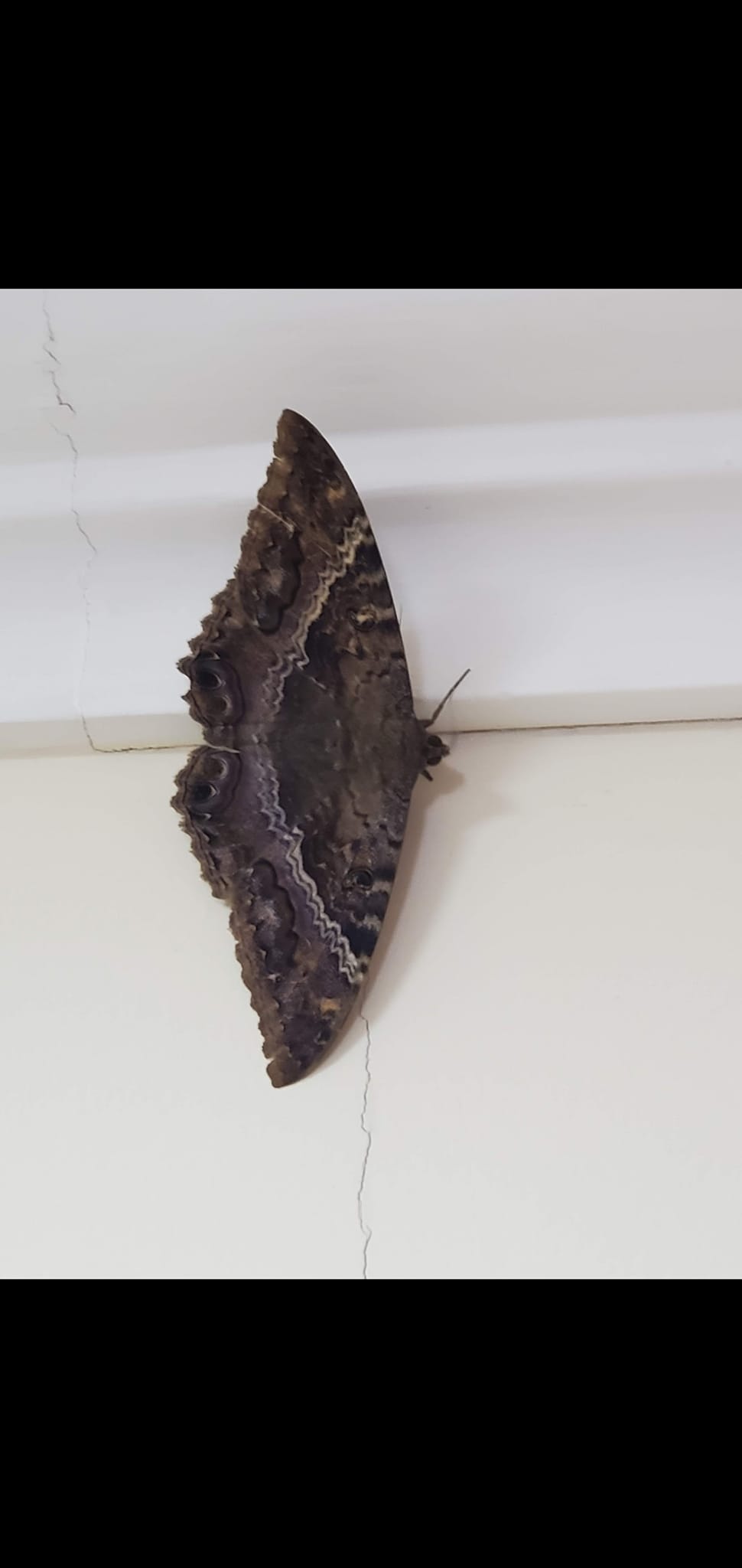 bpsgiftsofnature Black Witch moth (Ascalapha odorata). This