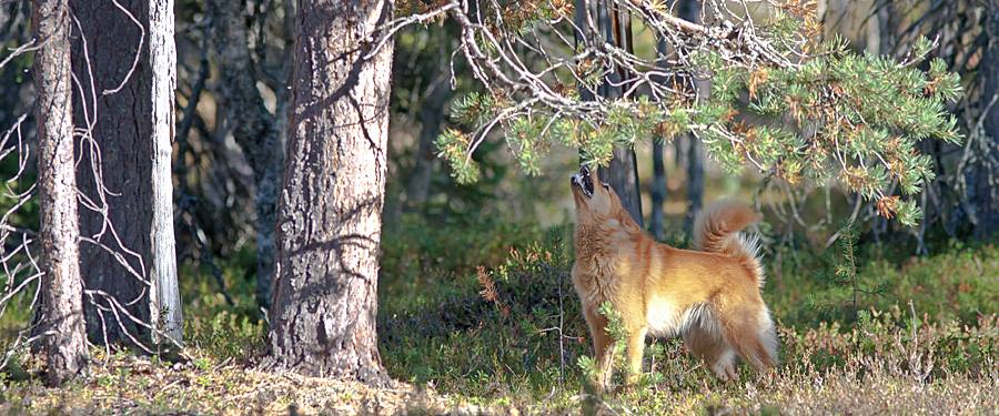 Pystykorva-lehti added a new photo. - Pystykorva-lehti