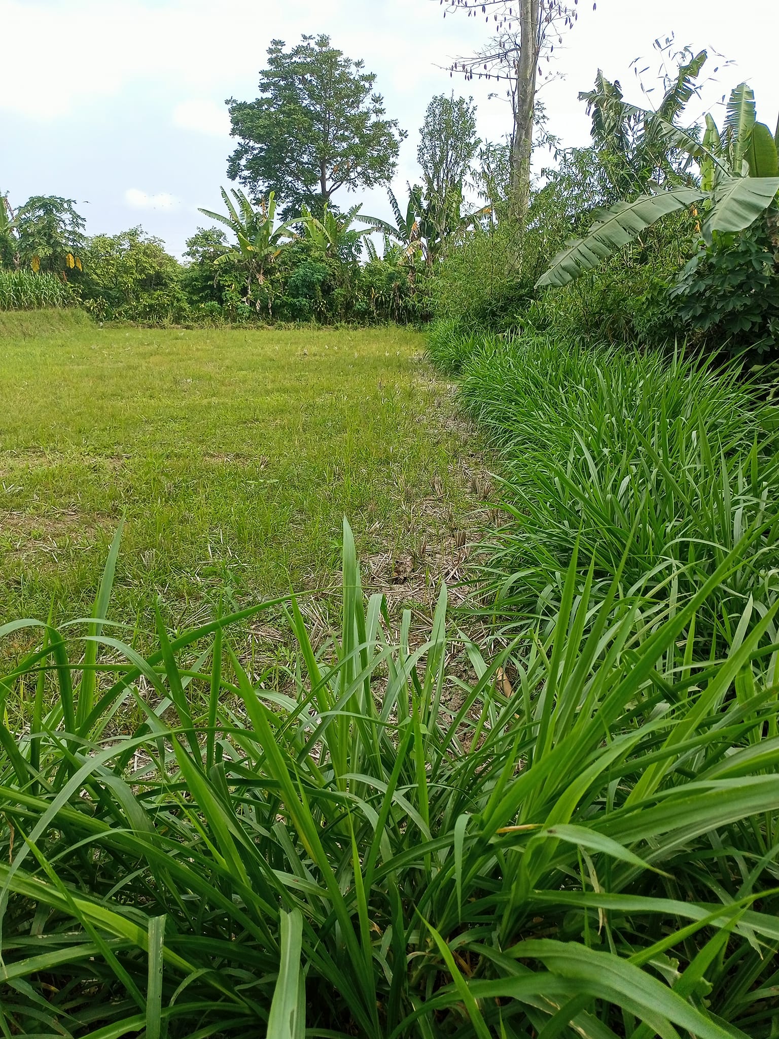Rante Sepur