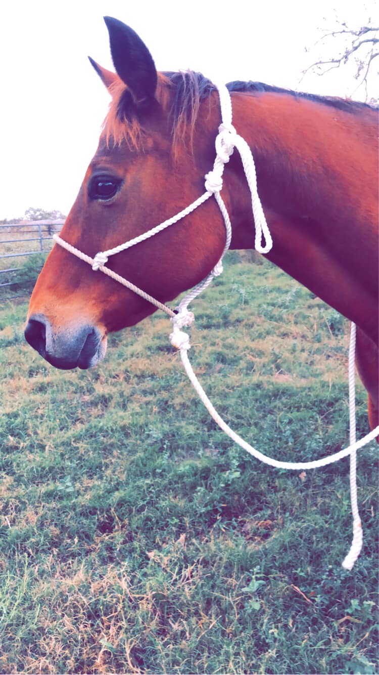 1/4" Stiff Rope Training Halter For Arabian & Cob Horses - Fits Anderson Method 9 thumbnail image