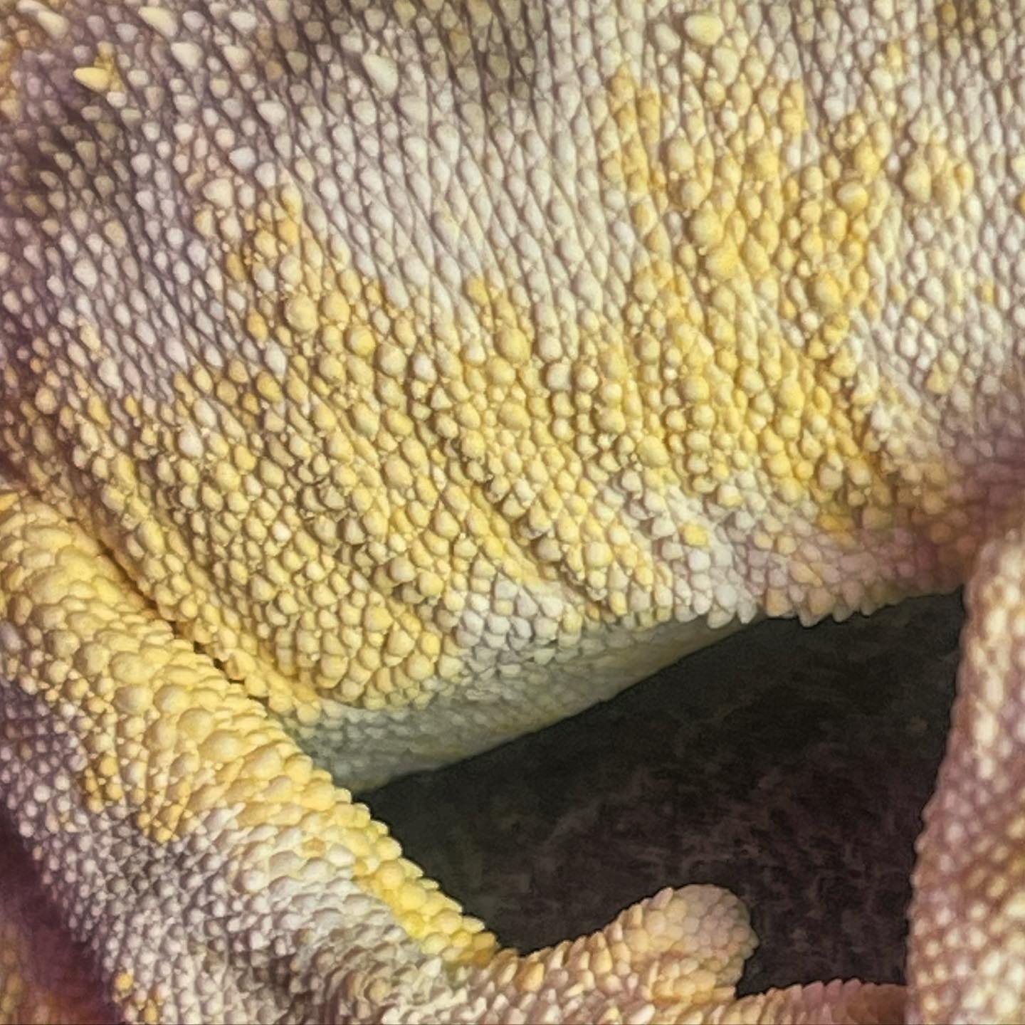 Dirty Hippy Exotics - Look at the yellow on my gorgeous boy! 😍 ...