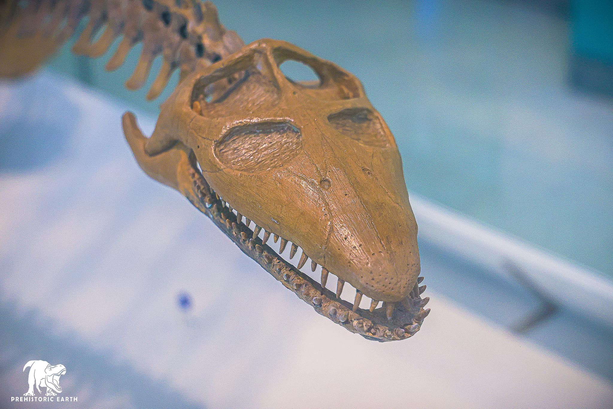 WORLD OF PREHISTORIC CREATURES | Abyssosaurus, a genus of cryptoclidid ...