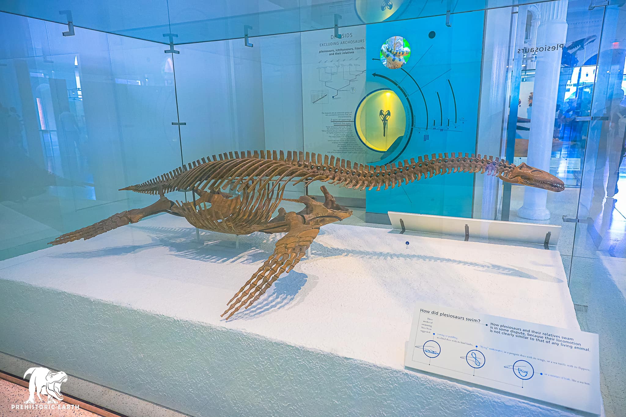 WORLD OF PREHISTORIC CREATURES | Abyssosaurus, a genus of cryptoclidid ...