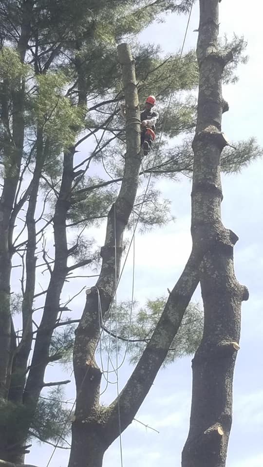 Champion Tree Service | Patterson NY