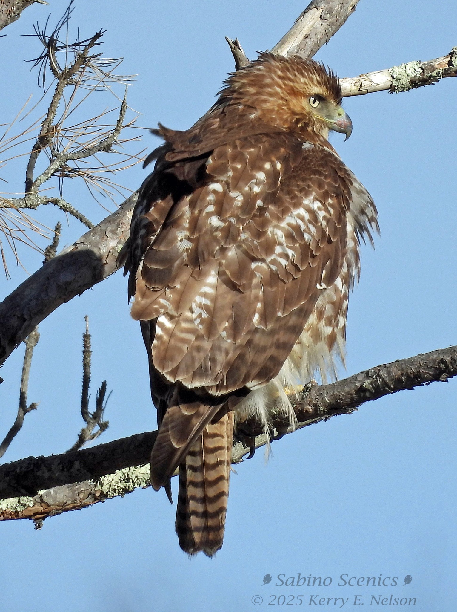 MAINE Wildlife | Red-tailed hawk, West Bath, 1/4/2025 | Facebook