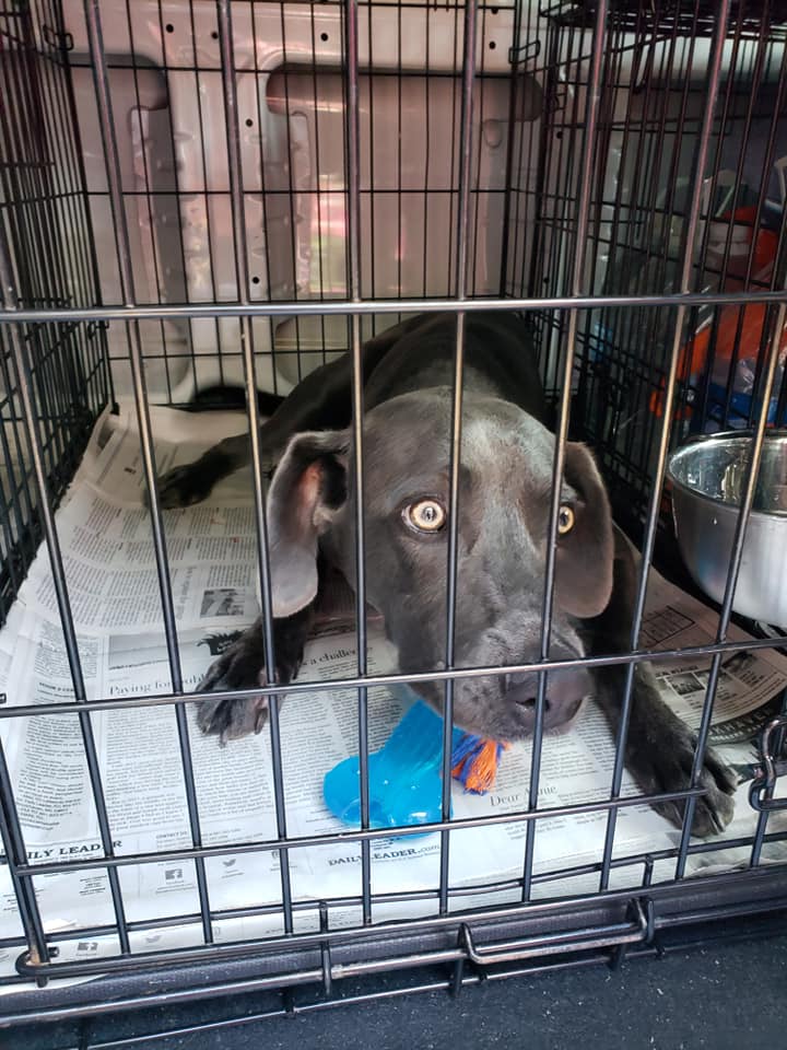 Look who is in his way... - Weimaraner Rescue Of The North / New York ...