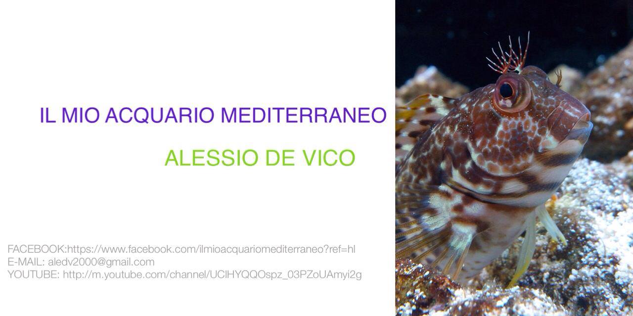 IL MIO ACQUARIO MEDITERRANEO