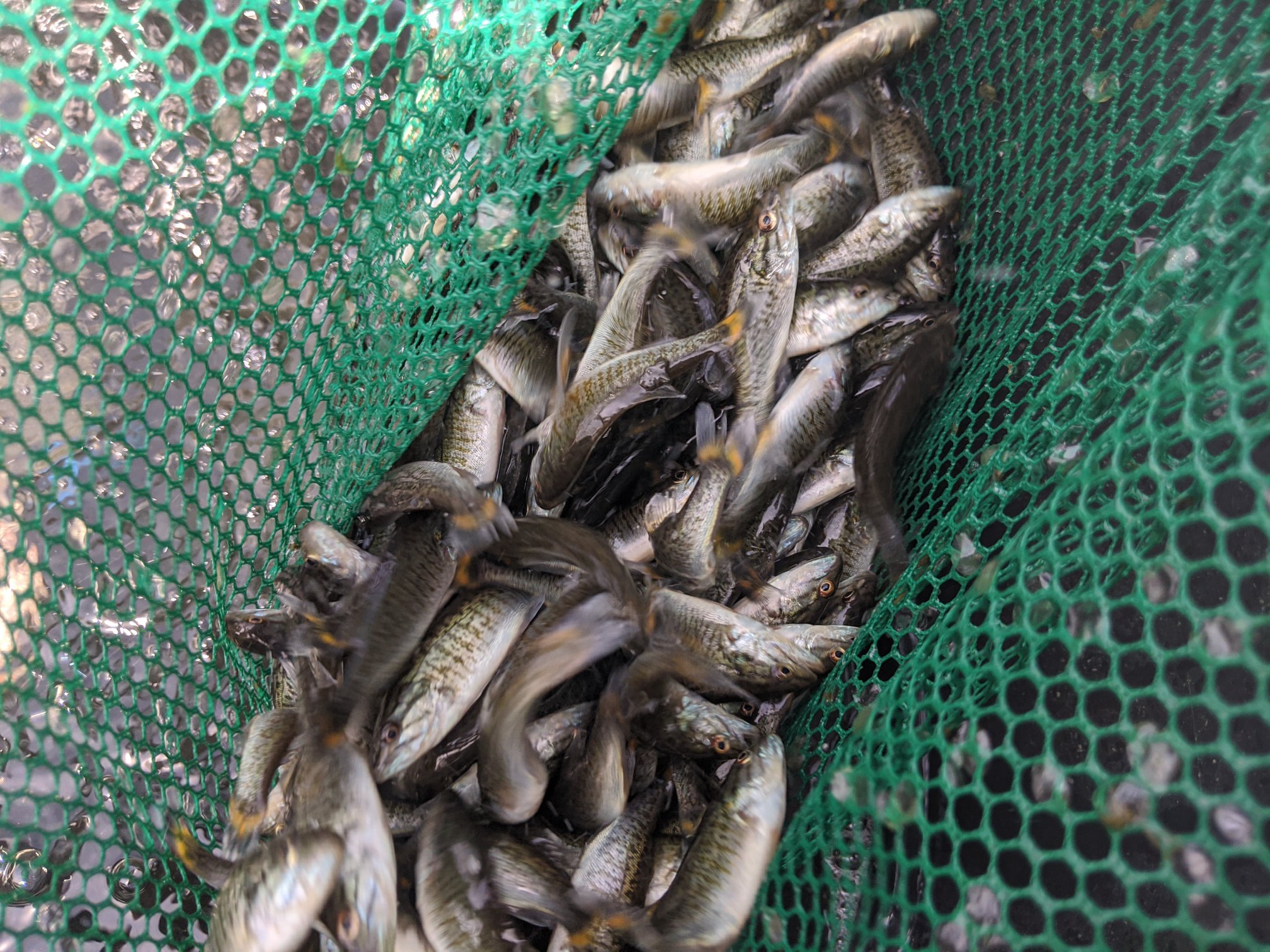 We often get asked about small mouth and Possum Kingdom. Here's ...