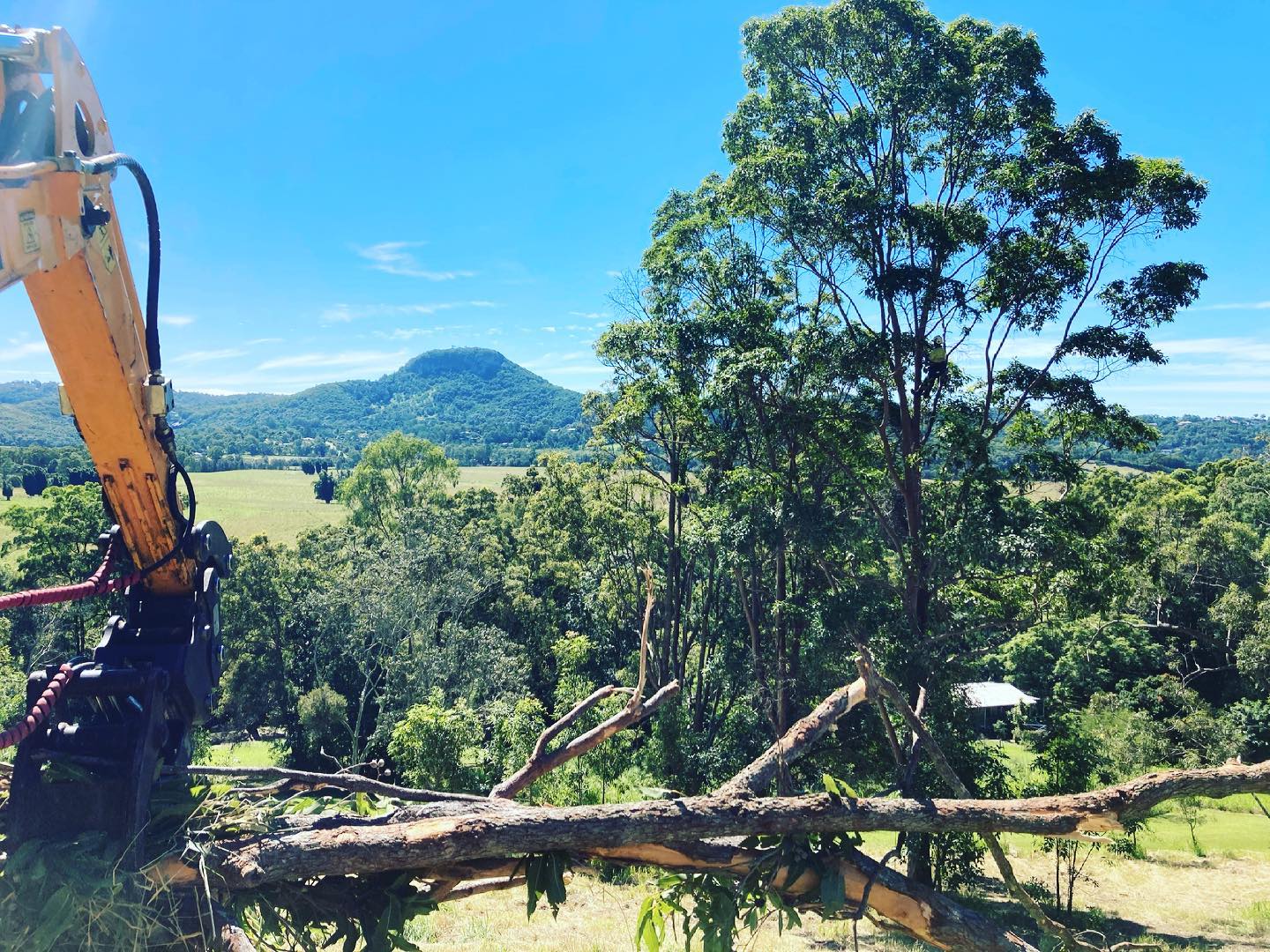 Sunny Coast Tree Removal | Sunshine Coast QLD
