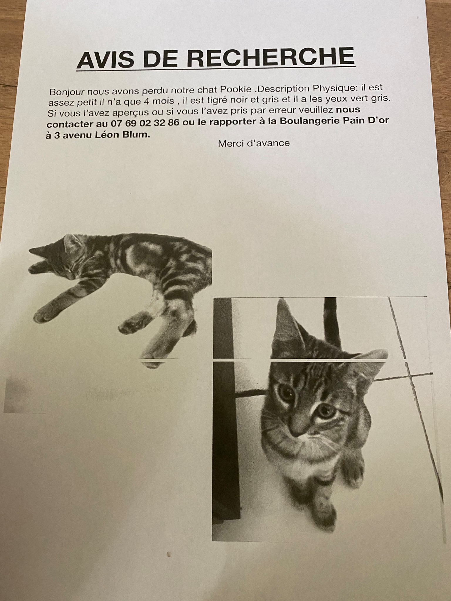 La Voie Feline Avis De Recherche Chat Perdu Facebook
