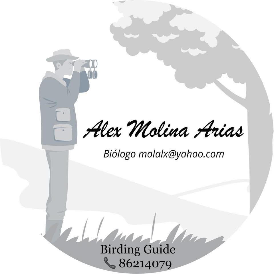 Pelagics. Seabirds birding worldwide | First pic probably Short Tailed ...