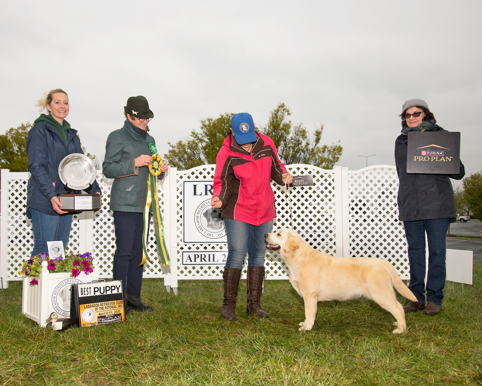 Seahawk Labradors | Stewartstown PA