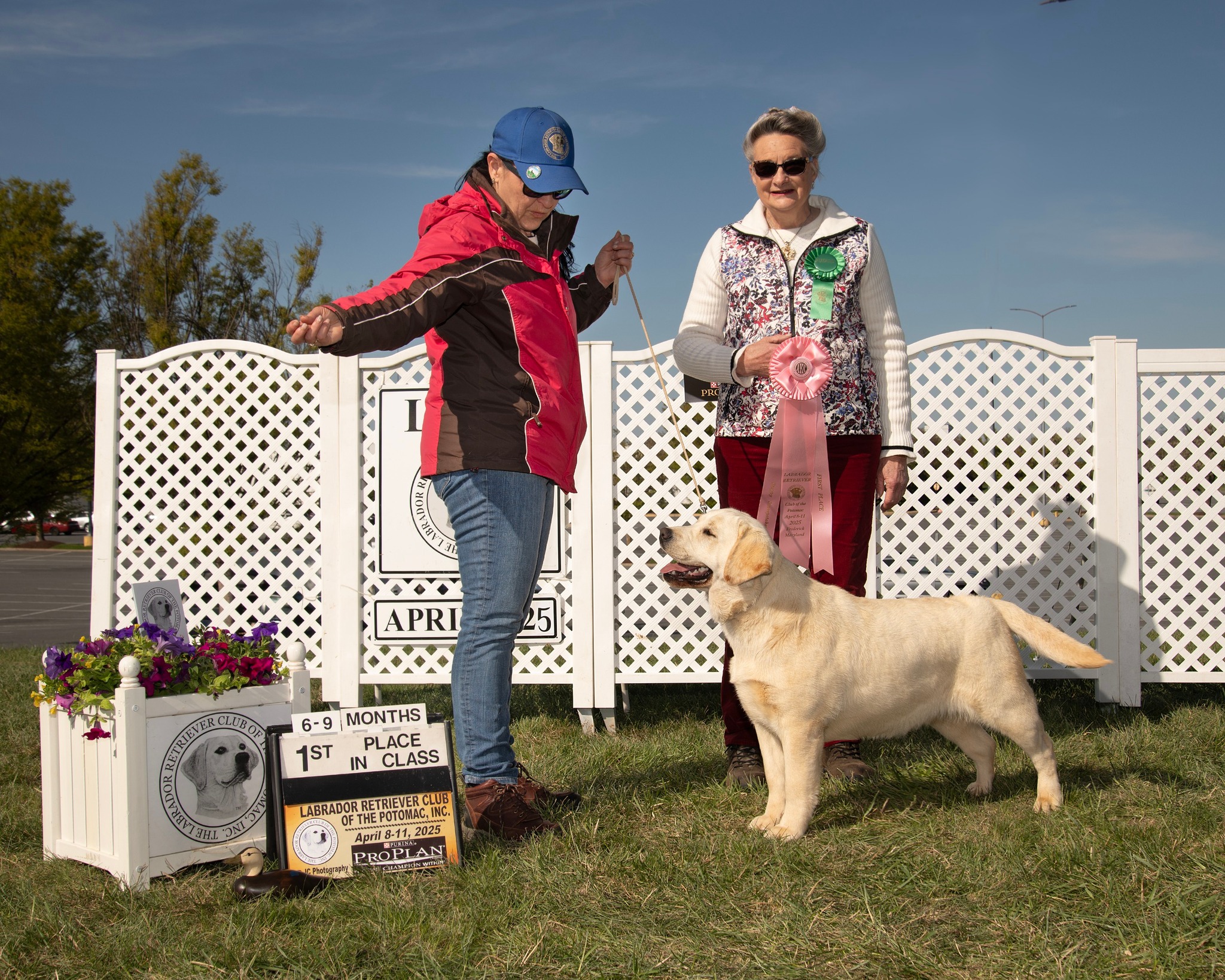 Seahawk Labradors | Stewartstown PA